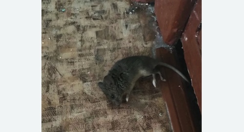 Дезинфекция от мышей в Новом Осколе