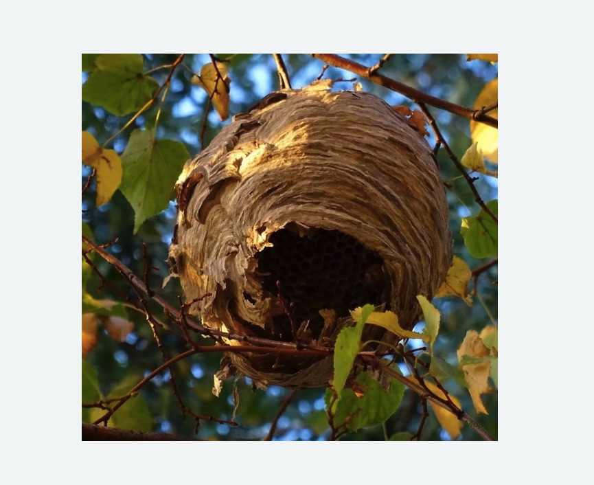 Обработка от шершней в Новом Осколе