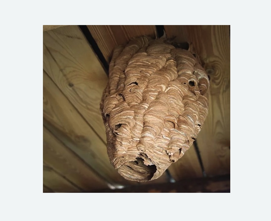 обработка от шершней в Новом Осколе