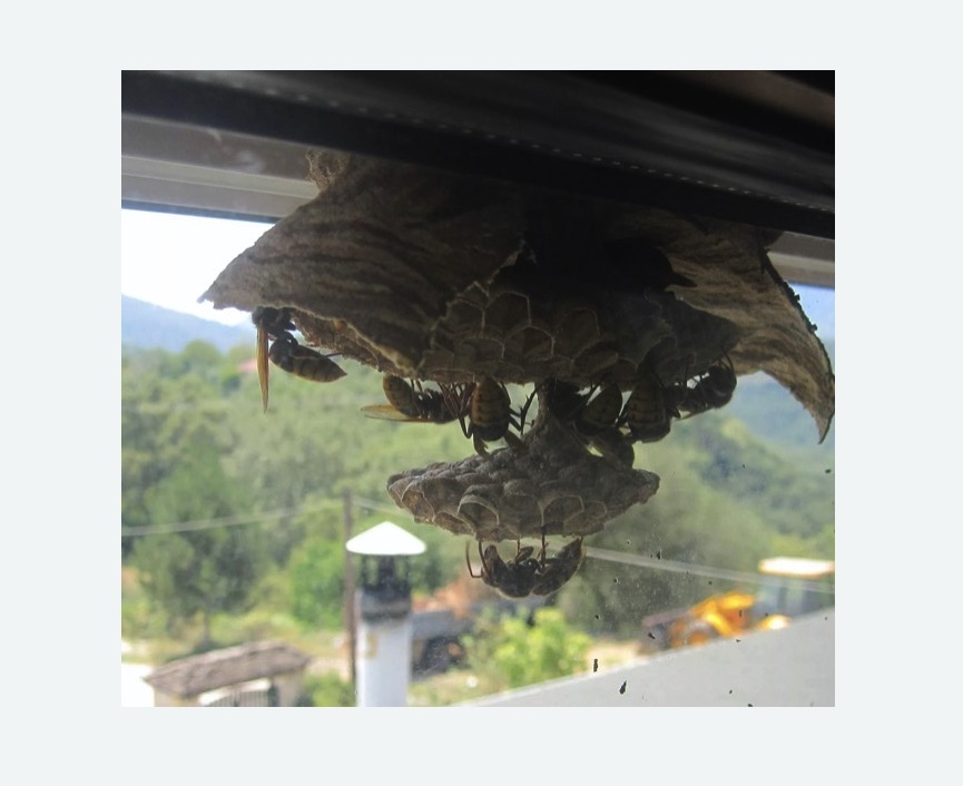 Уничтожение гнёзд шершней в Новом Осколе