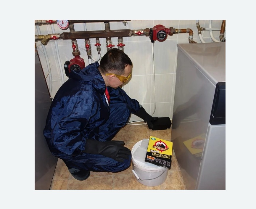 Уничтожение крыс в Новом Осколе