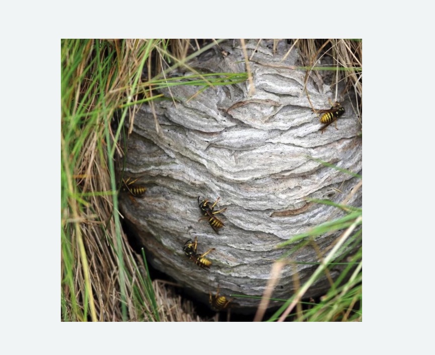 Уничтожение ос и ульев в Новом Осколе